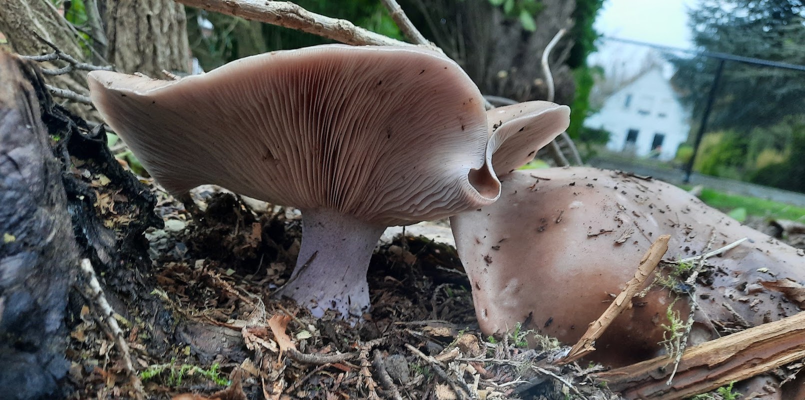 Licht bruine paddenstoelen