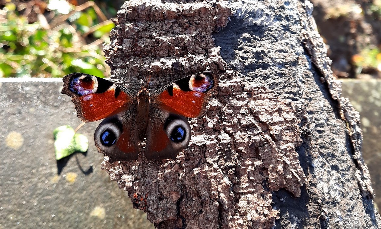 Rode vlinder op een boom